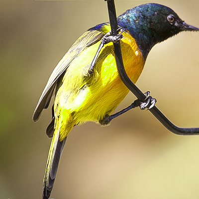 Bird 18